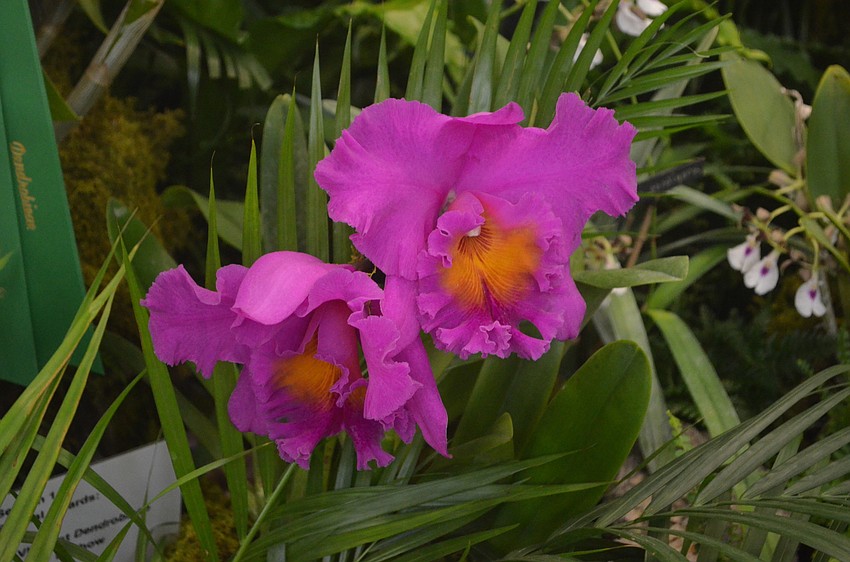 There were orchids that cost up to $300 at the show.