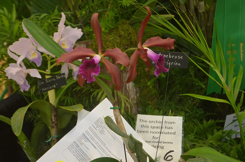 The Orchid Society awarded the vendors of the show as the winner of the best orchid display.