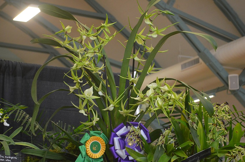 Angraecum Alabaster from Palmer Orchids won best in show.