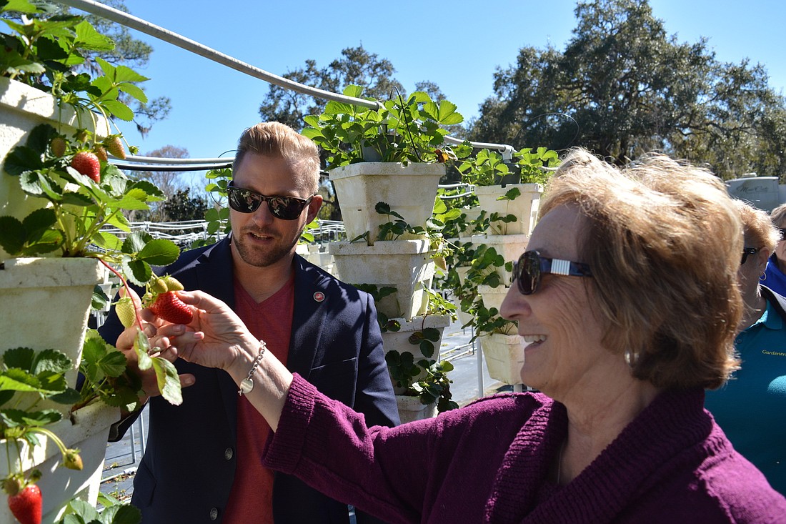 Bryan Jacobs watches as Country Club&#39;s Fran Tulski checks out a strawberry.
