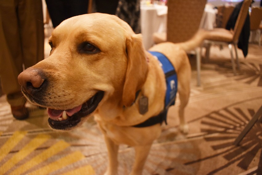 Levi works as an ambassador dog for Southeastern Guide Dogs.