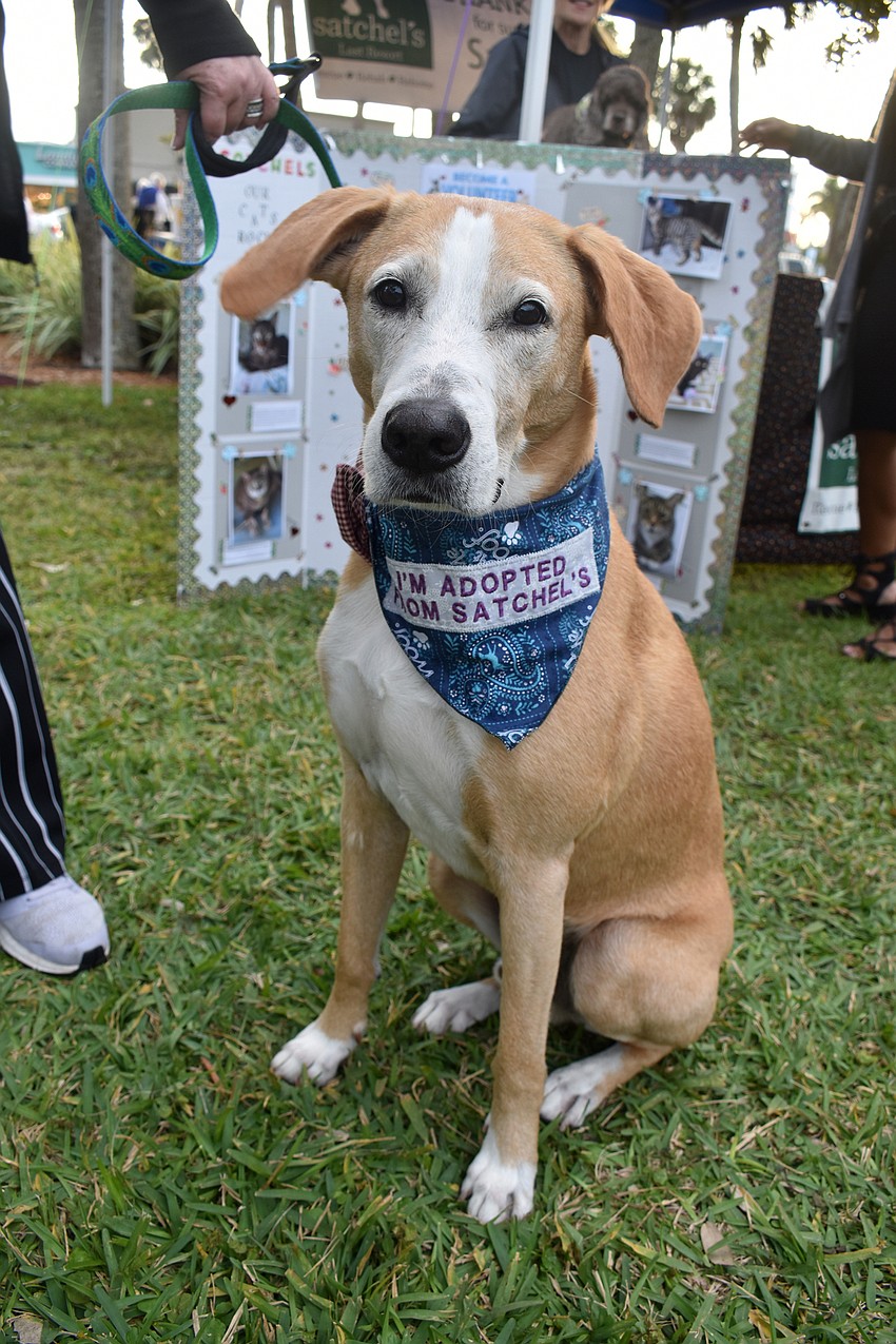 Walter, a hound mix, was representing Satchel’s Last Resort, the event beneficiary.