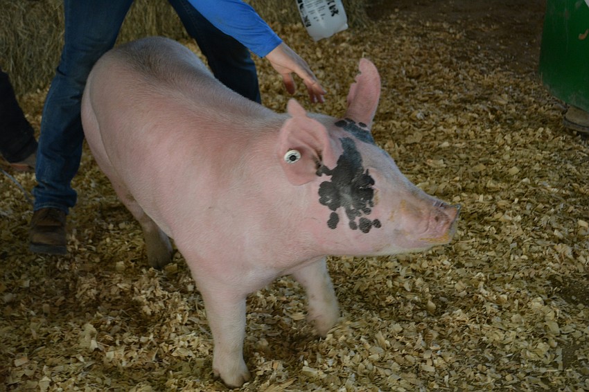 Lindsay Loham was purchased by Falkner Farms of Myakka City.