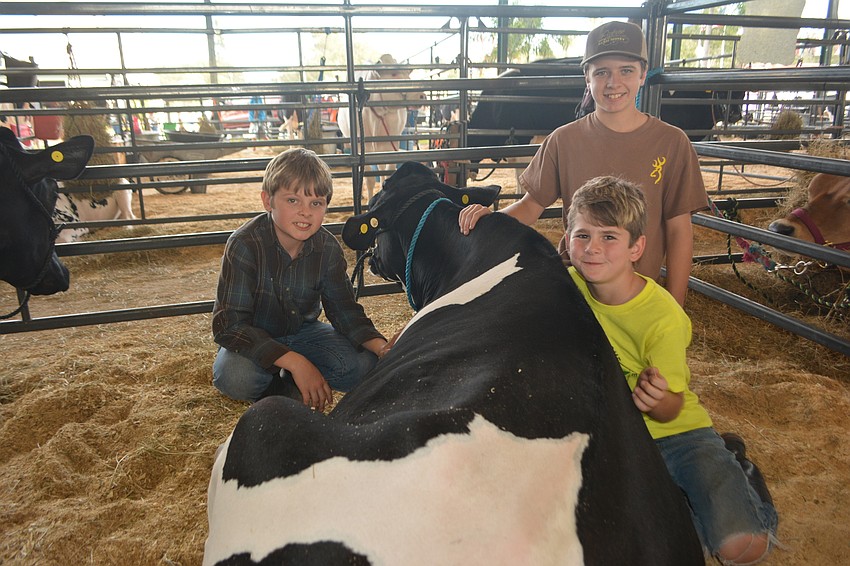Myakka City's Azaiah Henry, left, Hezekiah Henry, back, and Simeon Stillman relax with a dairy cow during the fair.