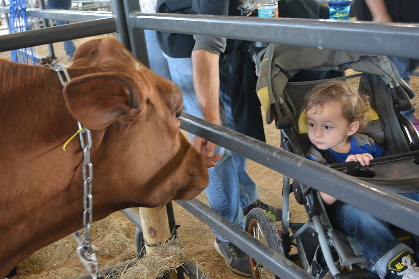 Karen Kotlarczyk's cow, Iconic, comes face-to-face with Palmetto 2-year-old Anthony Cox.