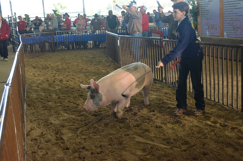 Nolan Middle School eighth grader Matthew Ricks gets his pig, Bandit, to face the crowd during the sale.