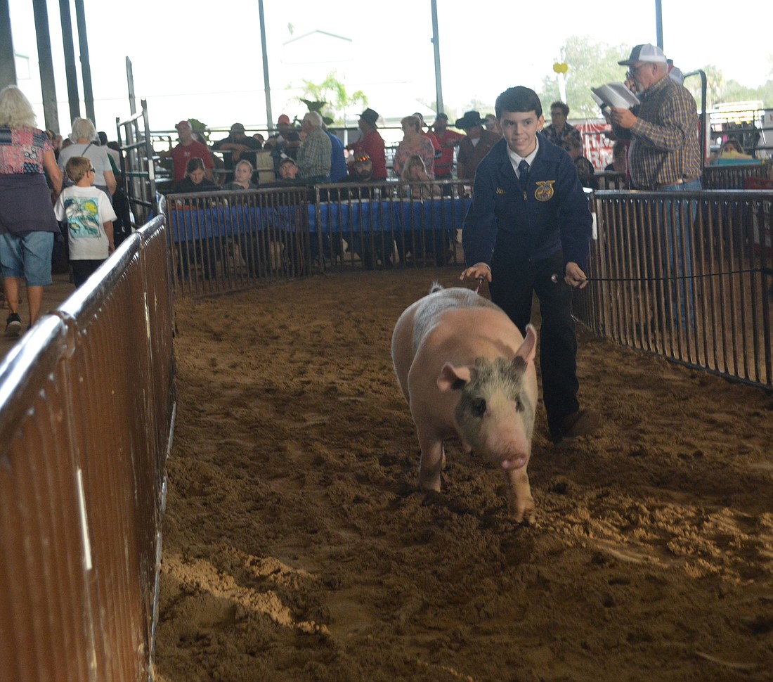 The pigs at the Manatee County Fair had plenty of room, the motorists trying to get there ... not so much.