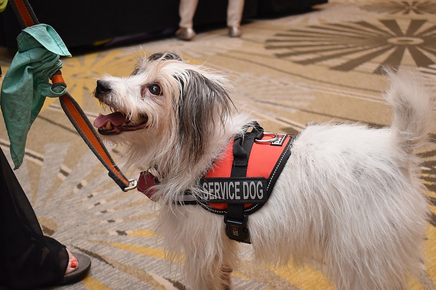 Liam the service dog is on the prowl for treats.