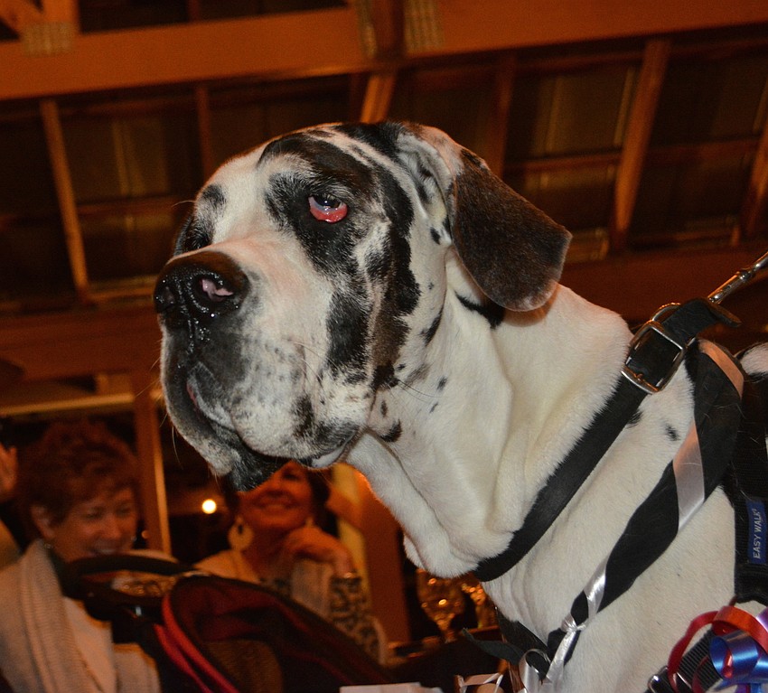 Matilda, a 3-year-old harlequin Great Dane owned by Michael Conway and Merial Graff, walks the red carpet.