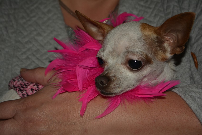 Havana was all dressed up for the occasion.