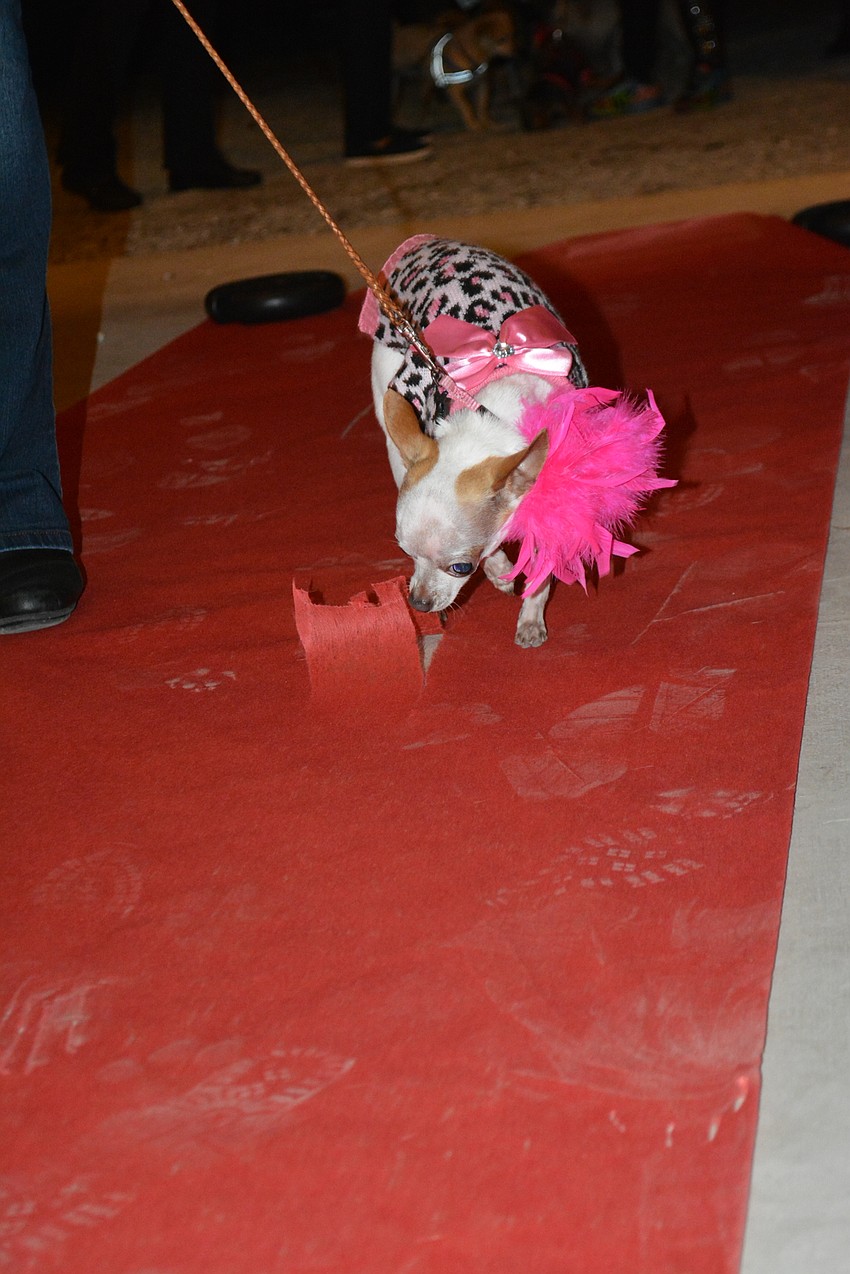 Havana checks out the hole one of the other dogs made in the red carpet.