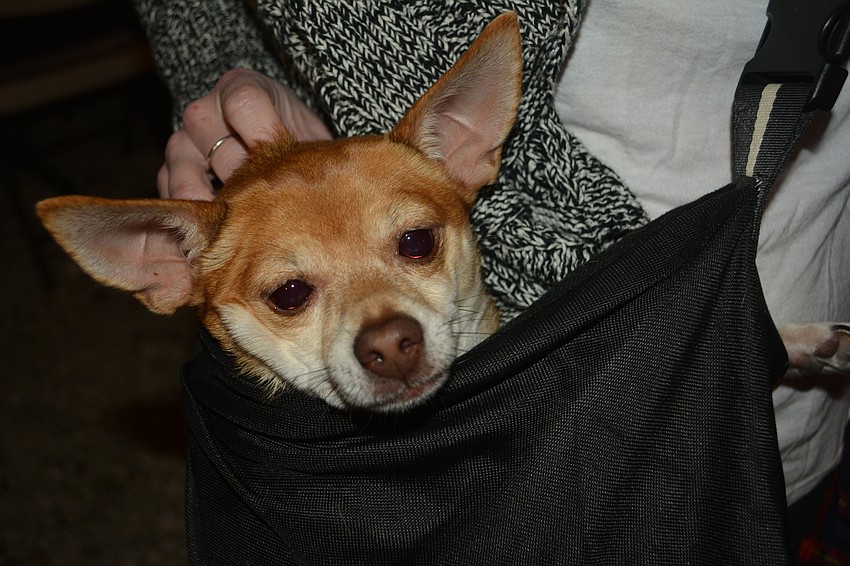It might have been a bit hectic at the fundraiser, but Stanley was feeling safe in Kristy Howland's special doggy carry bag.