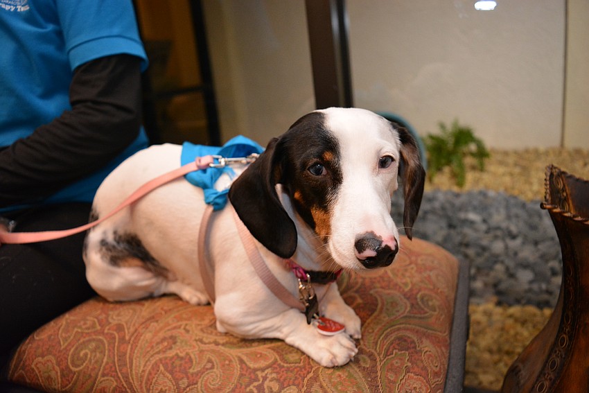 Annie is a pet therapy dog through the Humane Society of Sarasota's pet therapy program.