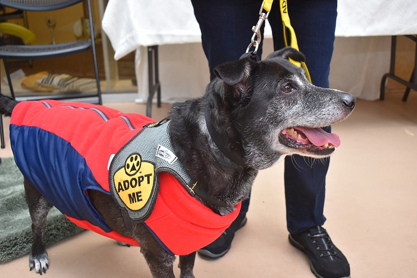 Charlie is available for adoption through Sarasota County Animal Shelter.
