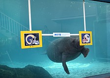 Super Bowl 2022 Predictions: Mote Manatees Support Bengals