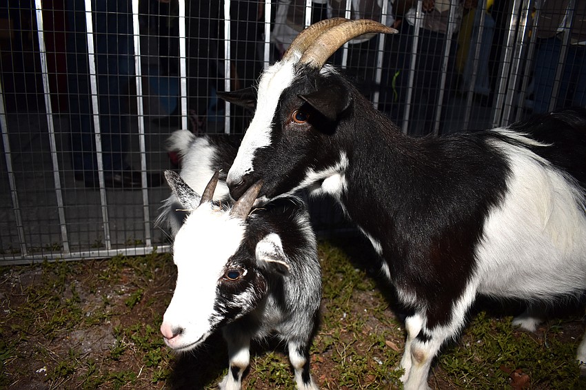 Several goats, sheep and a pony were popular with the kids in the petting zoo.