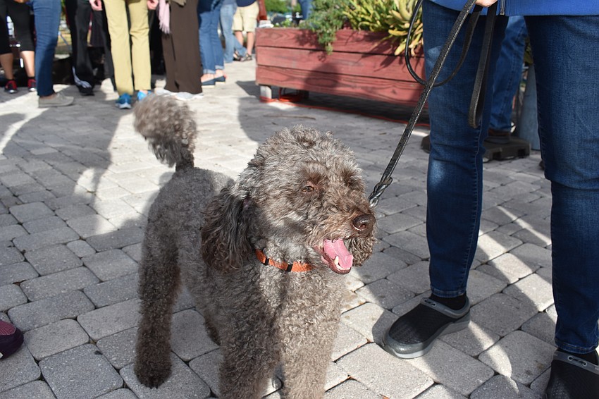 Curly is ready to go on his walk to help end violence against women.