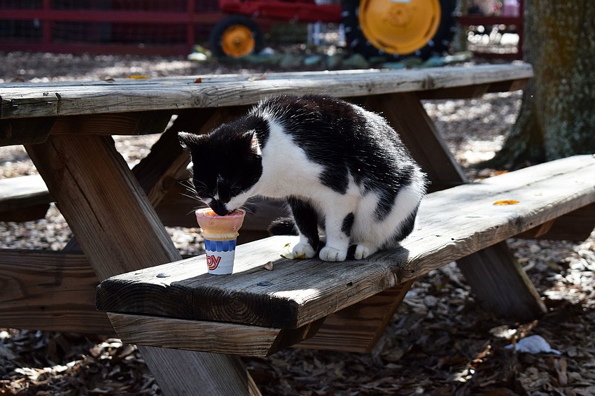 A barn cat sits and laps up the remainder of a forgotten ice cream cone at Hunsader Farms.