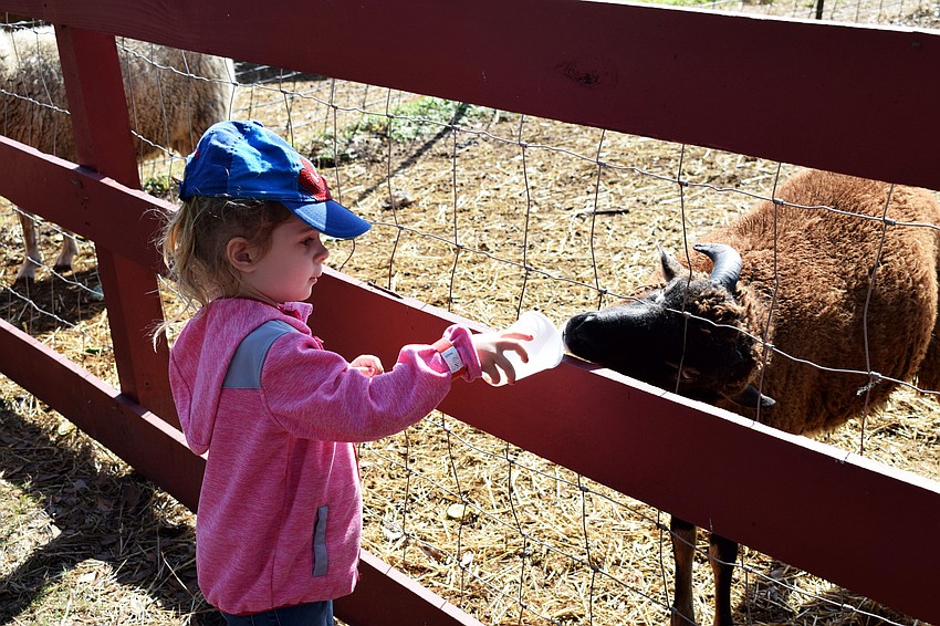 Norah Jawitz was more bold than her older brother, 5-year-old Aaron, when it came to feeding some of the animals.