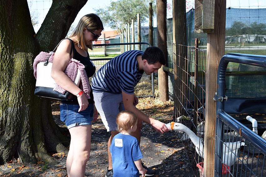Emma and Matt Goldberg feed a goose at Hunsader Farms while their son, Mason, looks on.