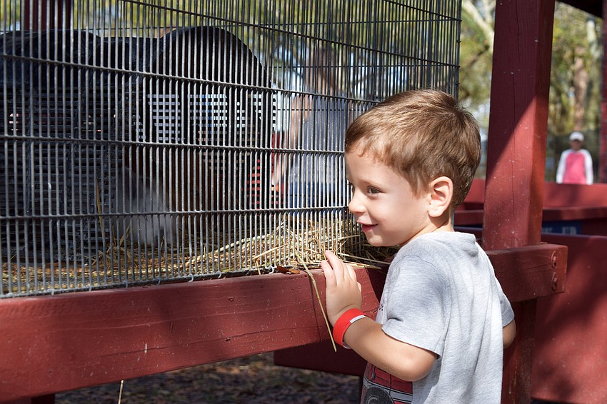 With his parents, Mary Gordon Berman and Jason Berman nearby, 3-year-old Jacob checks out some rabbits.