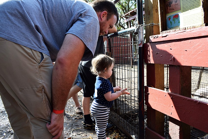 Alex Hays looks at baby pigs with his daughter, Harper.