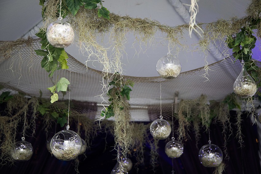 Succulents hung from the tent ceiling.