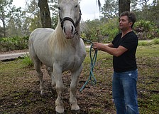 Ben Hur de Bernaville, shown with Olissio Zoppe, will be featured at Cirque Ma'Ceo, which has been extended through March 3.