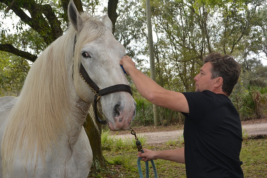 Ben Hur de Bernaville has been with equestrian master Olissio Zoppe for seven months.