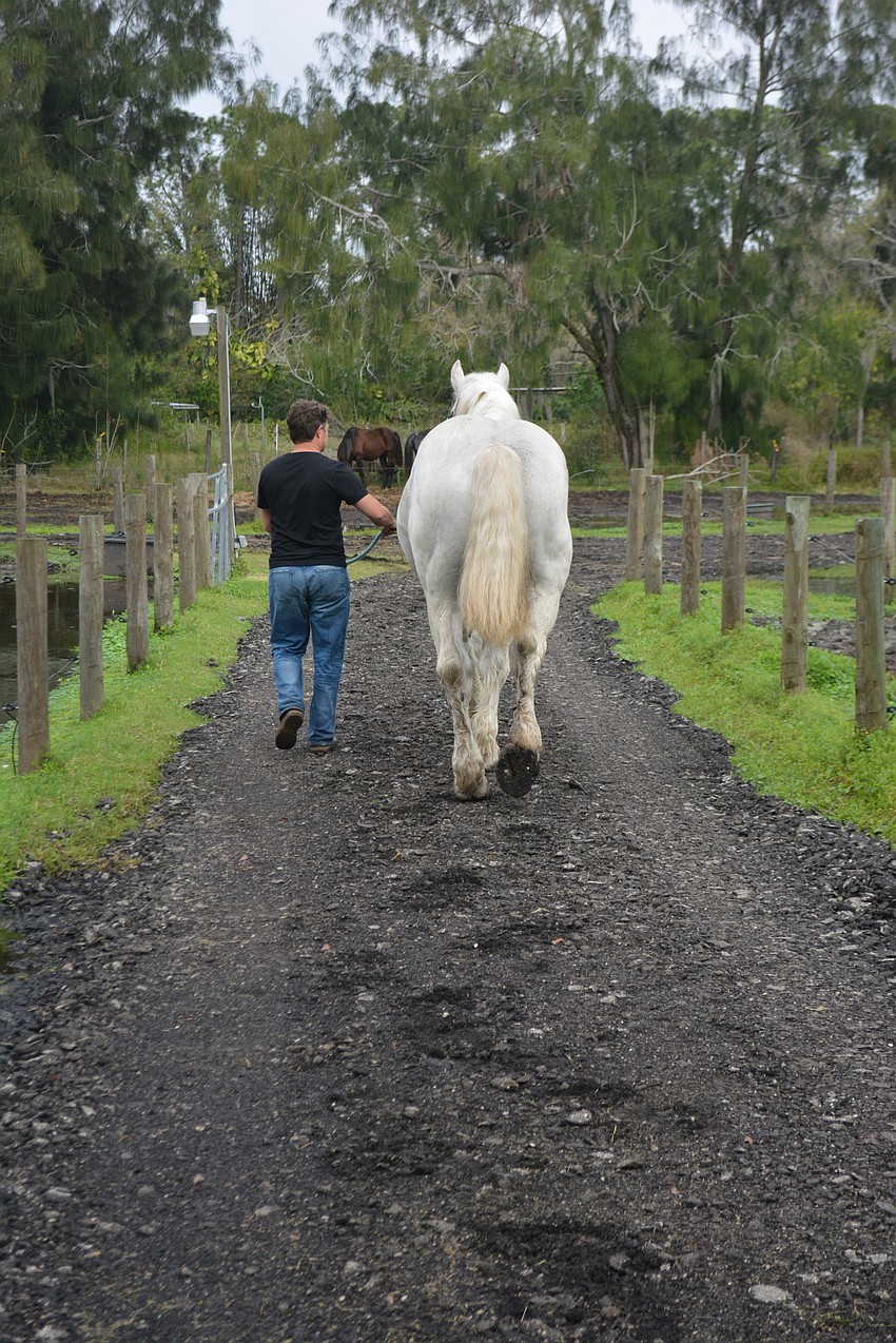Olissio Zoppe takes Ben Hur de Bernaville for a walk on his Myakka City ranch. Check out the footprints.