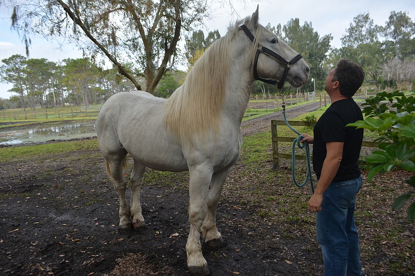 Ben Hur de Bernaville is one of nine Boulonnais in the United States.