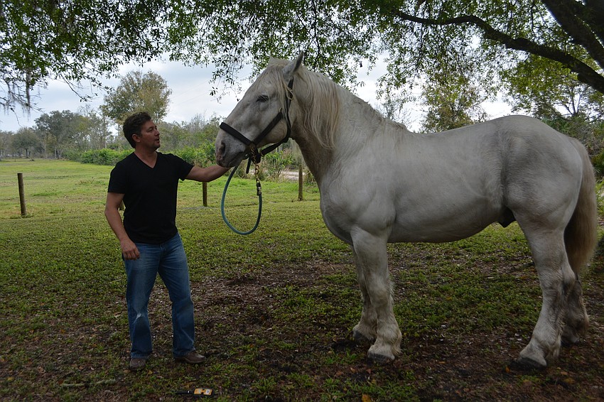 Ben Hur de Bernaville is a breeding stallion which helps him to present better in the circus ring, according to Olissio Zoppe.