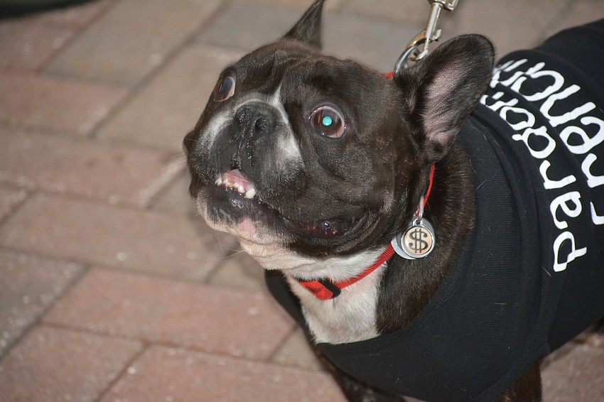 Louis the French poodle came to the event, but strictly as a spectator.