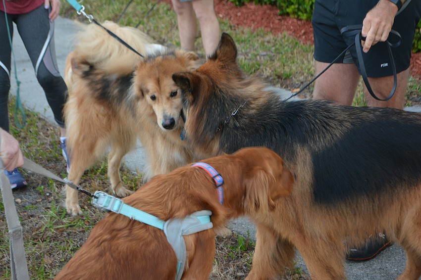 The runner/dog event competitors size each other up before the race.