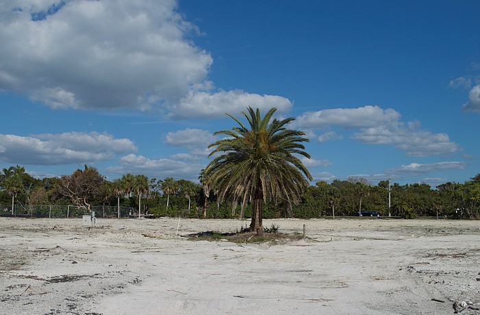 View of the palm tree planted at Colony.