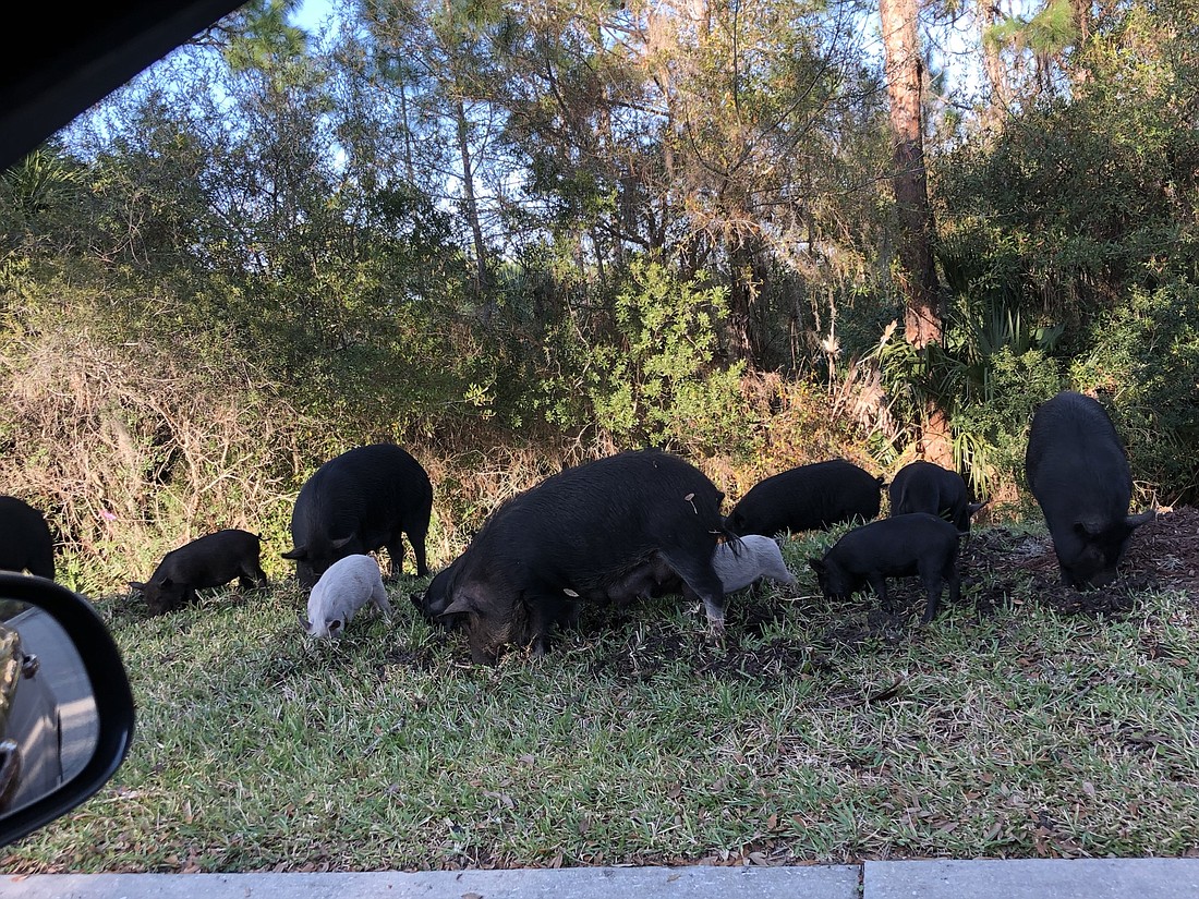 The pigs have been seen at the side of Lakewood Ranch Boulevard foraging for food. Courtesy photo.