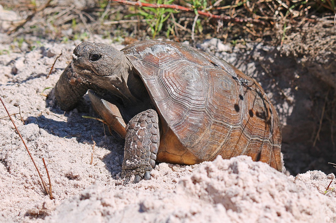 Gopher tortoises prefer dry sandy soil. Their burrows average 15 feet long and 6.5 feet deep. Photo courtesy of Florida Fish and Wildlife Conservation Commission.