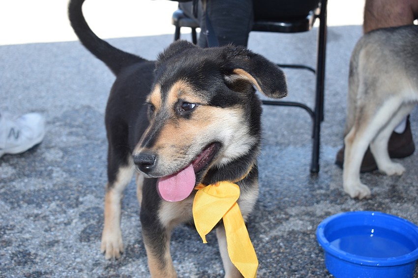 Ember is up for adoption with the Humane Society of Sarasota County.