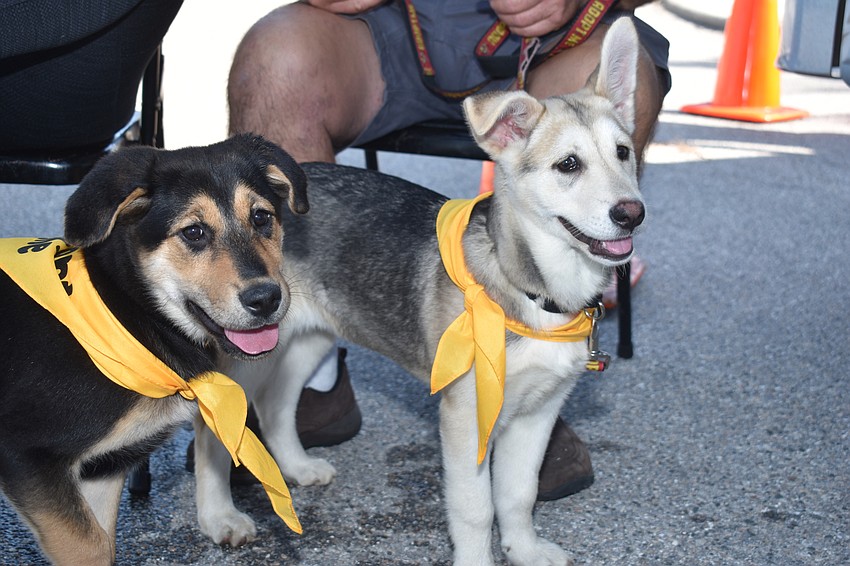 Ireland and Ember both came to the art festival and are up for adoption.