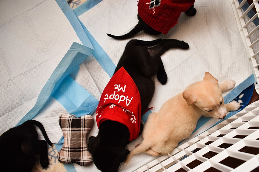Five puppies greeted guests in the atrium.