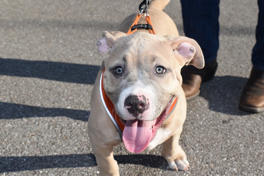 Bentley the dog got to join in the festivities.