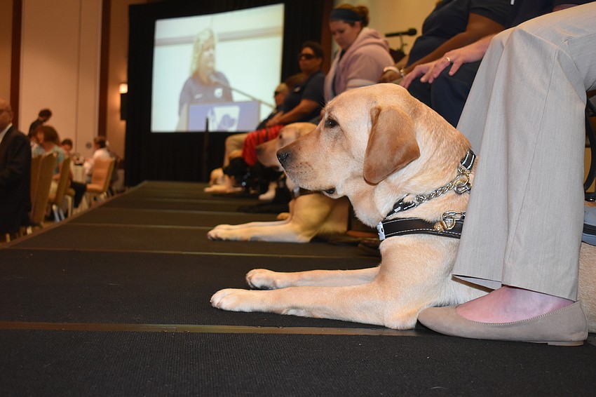 The dogs lines up under the chair during the commencement ceremony.