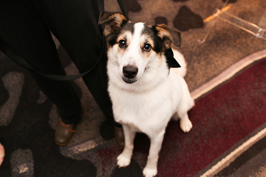 Clooney is a 5-year-old Collie mix available for adoption.
