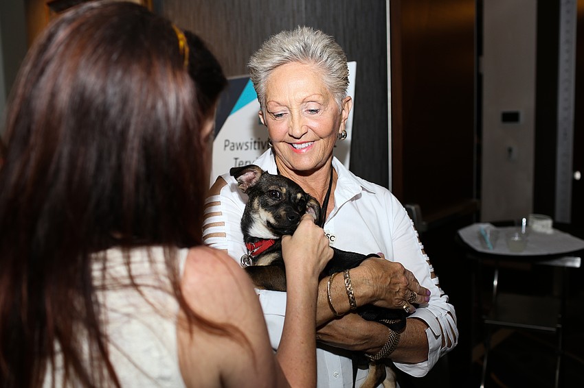 Dar LaForge shows off adoptable Chihuahua mix, Reece.