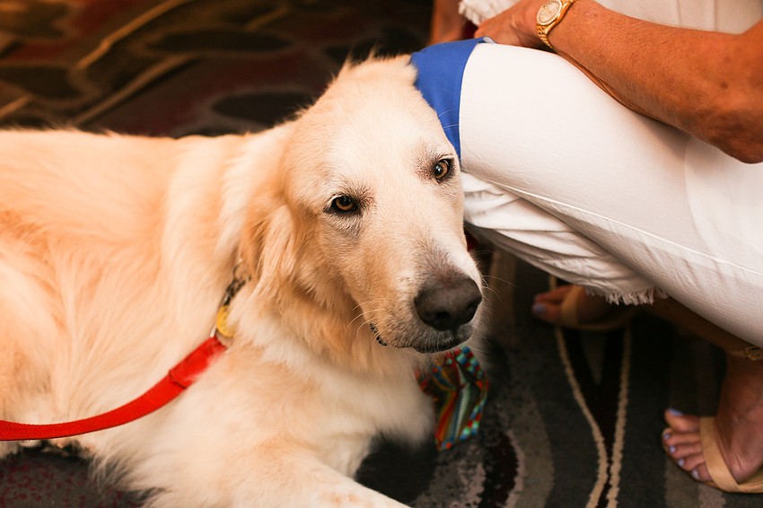 Lance the therapy dog rests his head on a guest's leg.
