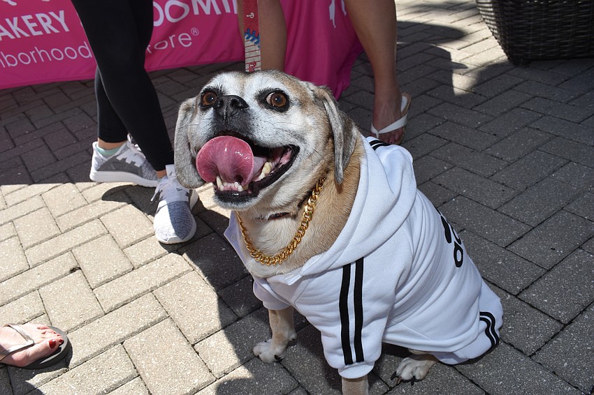 Blake the puggle (a beagle and a pug)