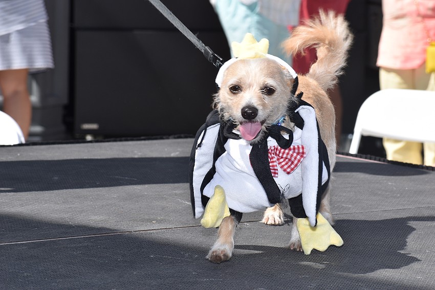 Chico was dressed like a penguin on the runway.