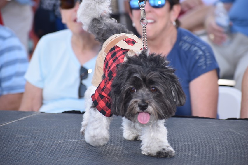 Oreo was ready to get out of his costume as soon as he was put into it.