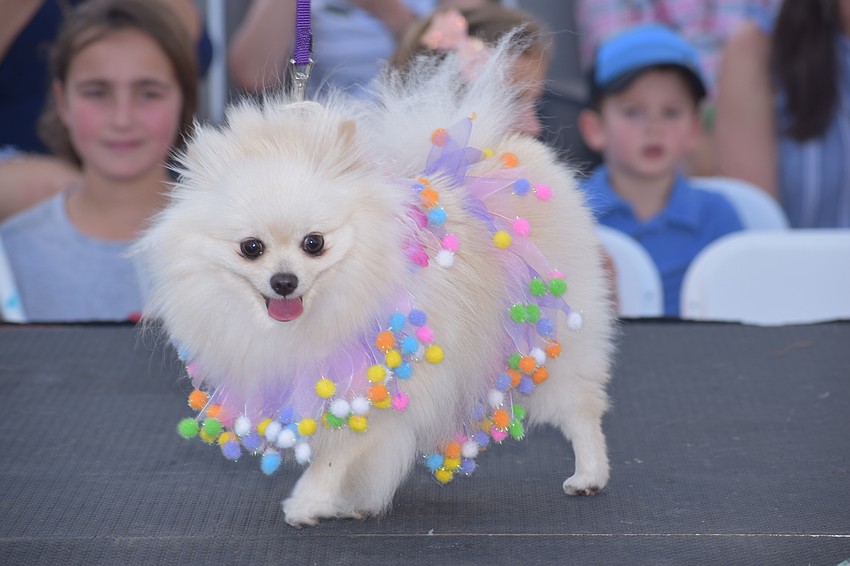 Gabby the Pomeranian wore a costume with poms on it.