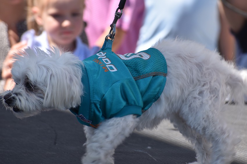 Sugar, dressed like a football player, is battling cancer and still strutting her stuff on the runway.